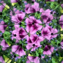 Caleidoscopio Huckleberry