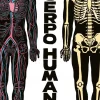 El cuerpo humano