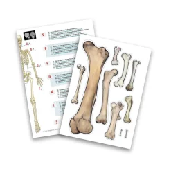 Esqueleto 45cm para ensamblar